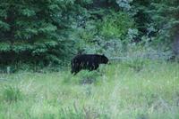 ein Schwarzbär entlang des Weges