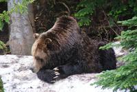 Grizzly Brüder auf Grouse Mountain
