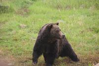 Grizzly Brüder auf Grouse Mountain