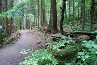 Spaziergang im Regenwald