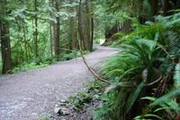 Spaziergang im Regenwald