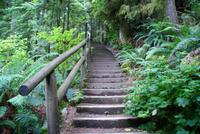 Spaziergang im Regenwald