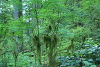 Spaziergang im Regenwald