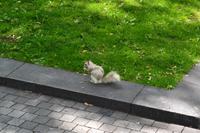 Ankunft in Montréal - Weißes Eichhörnchen am Square Dorchester