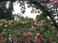 Rosen in Butchart Garten