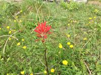 Ein Indian Paintbrush