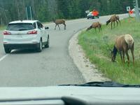 Wapiti, ueberall Wapiti
