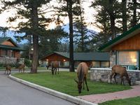 noch mehr Wapiti in der Jasper Park Lodge