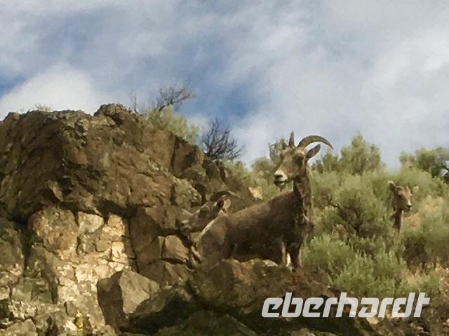 Krummhornschafe schauen dem Zug zu