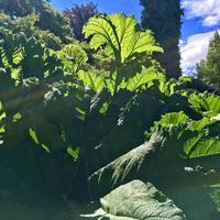 Gunnerapflanze in Queen Elizabeth Park, Vancouver