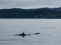 Orcas ganz nahe in Victoria