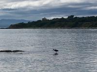 der Graureiher wartet aufs Abendmahl bei Victoria