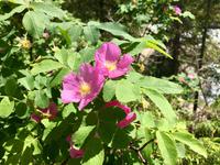 Unterwegs in den Rockys