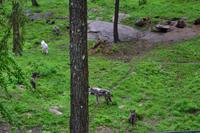 Omega-Wildpark - Grauwölfe