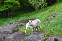 Omega-Wildpark - Polarwölfe