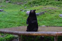 Omega-Wildpark - Schwarzbär