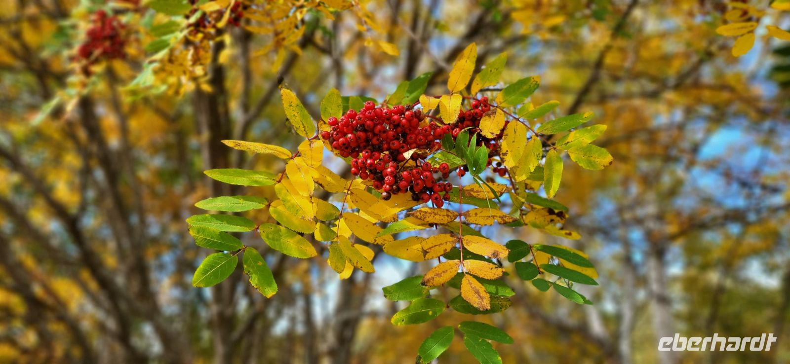 162 Indian Summer