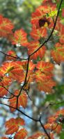 162 Indian Summer