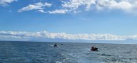 162 Whale Watching Tour Vancouver Island