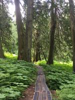 Weg im Wald der Ur-Baeume