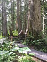 Urwald bei Prince George
