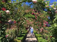 Rosenweg in Butchart Gaerten