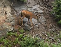 Der Weiss Wedel Hirsch