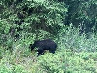 Zotteliger Schwarzbaer