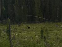 Schwarzbaer kam, sah und fluechtete 