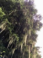 Lamettabaum bei Stewart