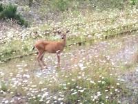 wer hat meine Punkte vom Fell gestolen ? 