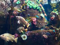 Aquarium im Flughafen