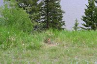 Banff National Park - Murmeltier