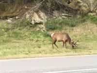 Begegnung mit einem Hirsch im Mount Robson Park