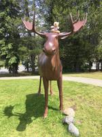 Begegnung mit einem Elch in Clearwater