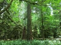 Vancouver Island - Cathedral Grove