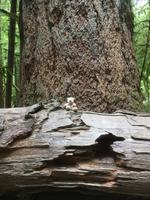 Vancouver Island - Cathedral Grove