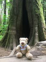 Vancouver Island - Cathedral Grove