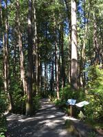 Tofino - Spaziergang zum Tonquin Beach