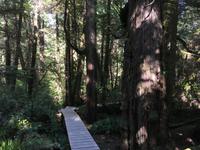 Pacific Rim National Park - Spaziergang durch den Regenwald