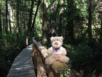 Pacific Rim National Park - Spaziergang durch den Regenwald