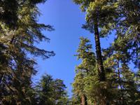 Pacific Rim National Park - Spaziergang durch den Regenwald