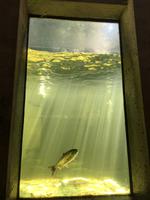 Ausflug in den Norden Vancouvers - Capilano Salmon Hatchery