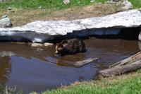 Ausflug in den Norden Vancouvers - Grizzly-Gehege auf dem Grouse Mountain