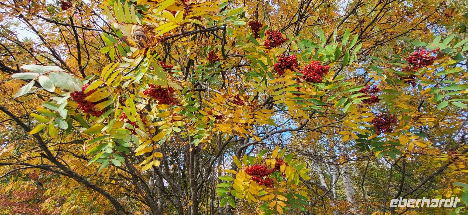 163  Indian Summer