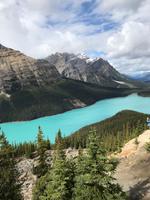 83. Peyto Lake