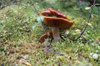 106. Am Maligne Lake