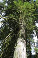 228. MacMillan Provincial-Park