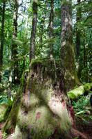 229. MacMillan Provincial-Park