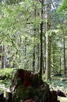 230. MacMillan Provincial-Park